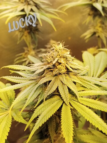 Growreport Bild 7