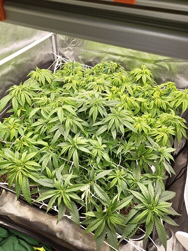 IMG_20240428_124844939