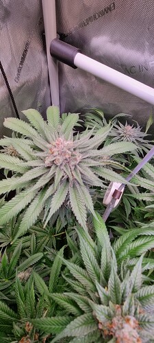 Growreport Bild 32
