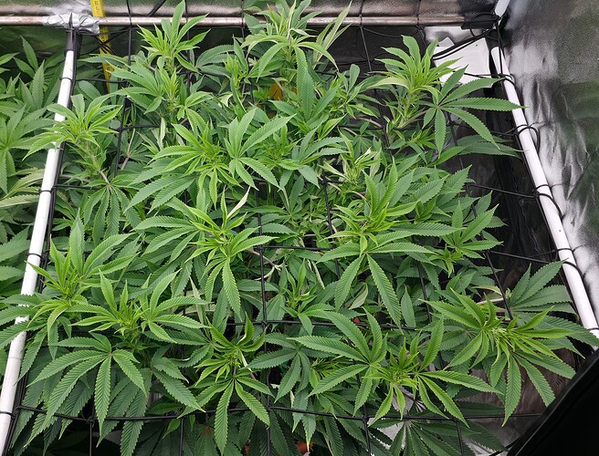 Growreport Bild 9