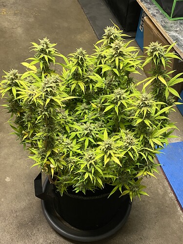 Growreport Bild 6