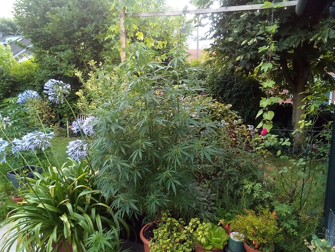 17217548657781764313374415539599