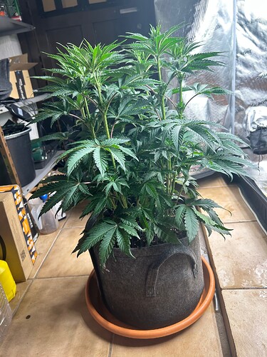 Growreport Bild 3