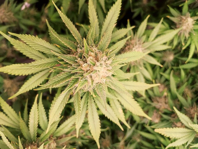 Growreport Bild 1