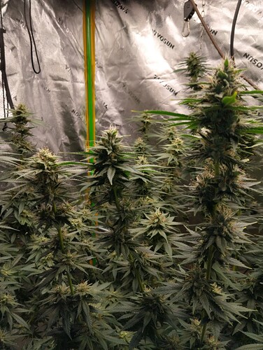 Growreport Bild 5