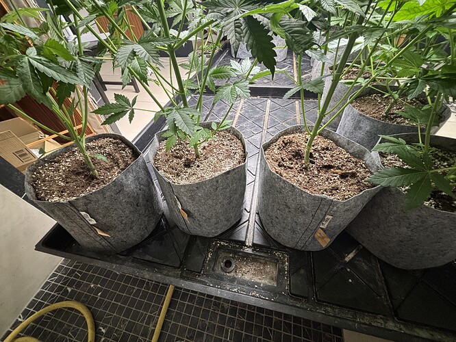 Growreport Bild 9