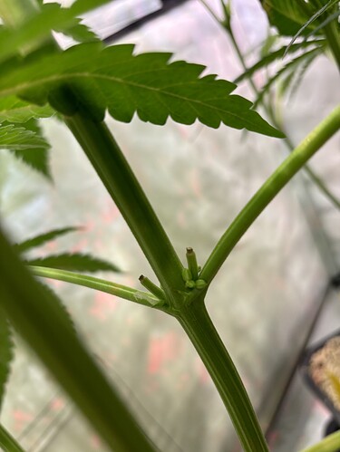 Growreport Bild 71