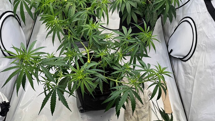 Growreport Bild 4
