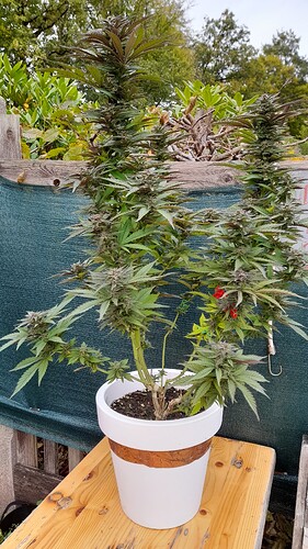 Growreport Bild 3