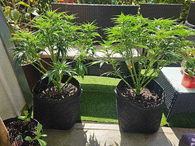 Growreport Bild 1