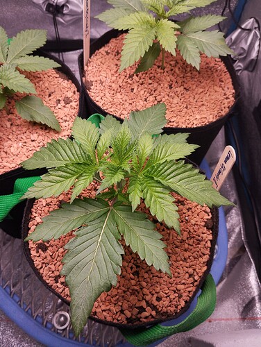 IMG_20241204_183857 - Kopie