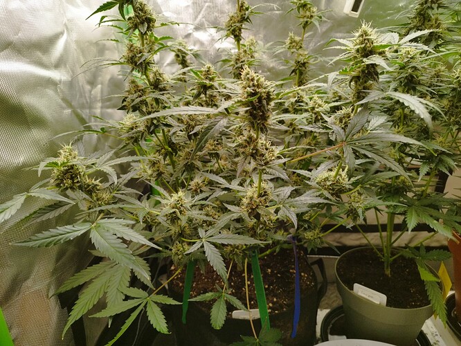 Zwei Cannabis-Pflanzen in der Blütephase, eine davon mit dunkleren Blättern, in einem Growzelt.
