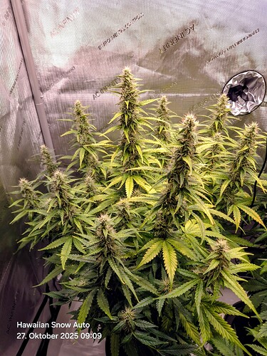 Growreport Bild 25