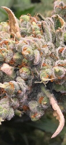 Growreport Bild 2