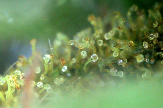 trichomesiberian4