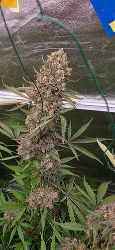 Growreport Bild 45