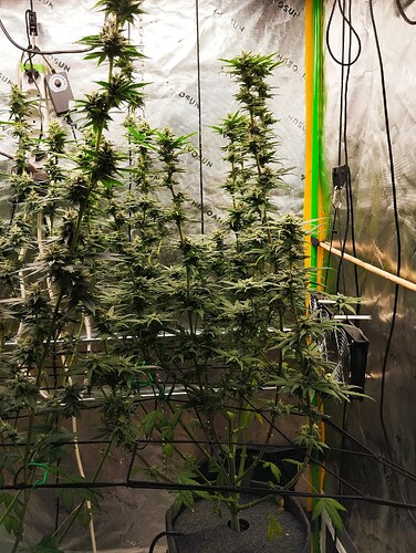 Growreport Bild 4