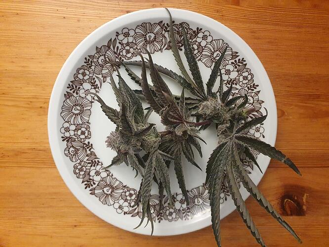 Growreport Bild 1