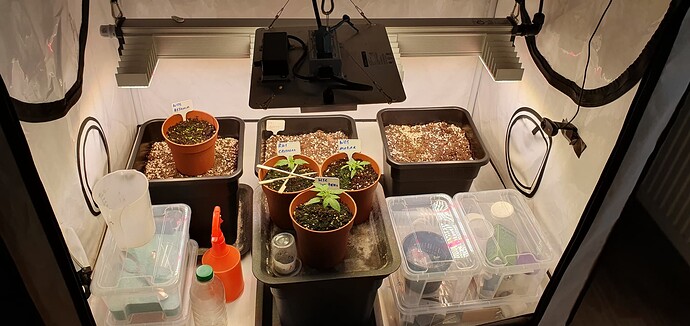 Growreport Bild 2