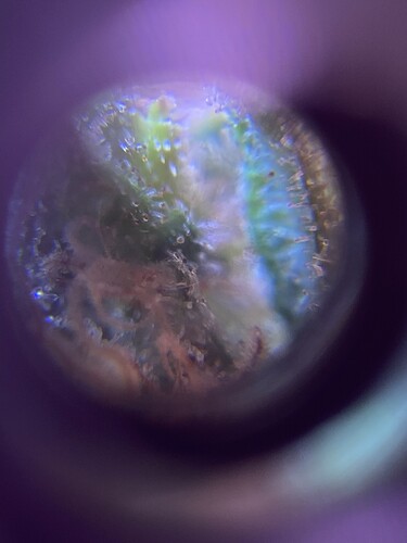 Growreport Bild 46