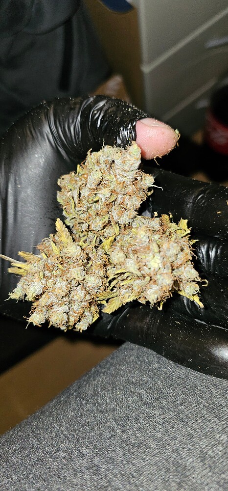☆ AnesiaSeeds ☆ 2x 300W + UV ☆ ☆ BT70 ✨️ Erntedank -> Trocknen ✨️ 1x ImperiumX Zwerg + 3x Future#1 Büsche ☆