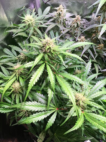 Growreport Bild 5
