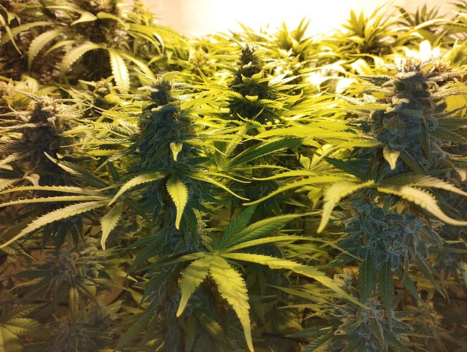 Growreport Bild 7