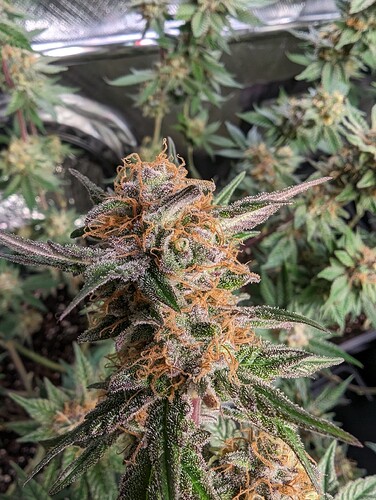 Growreport Bild 2