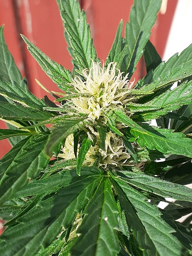 Growreport Bild 77