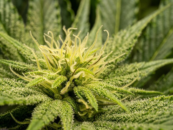Growreport Bild 1