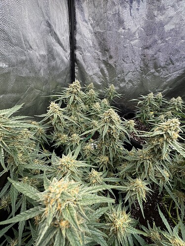 Growreport Bild 2