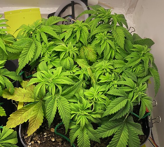 Growreport Bild 4