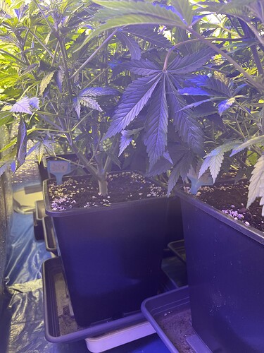 Growreport Bild 6