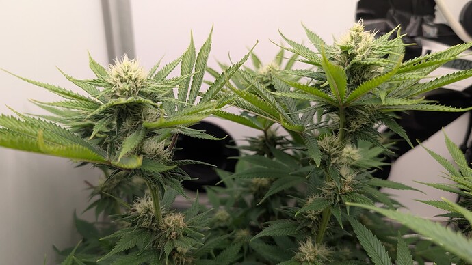 Growreport Bild 6