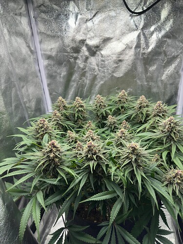 Growreport Bild 1