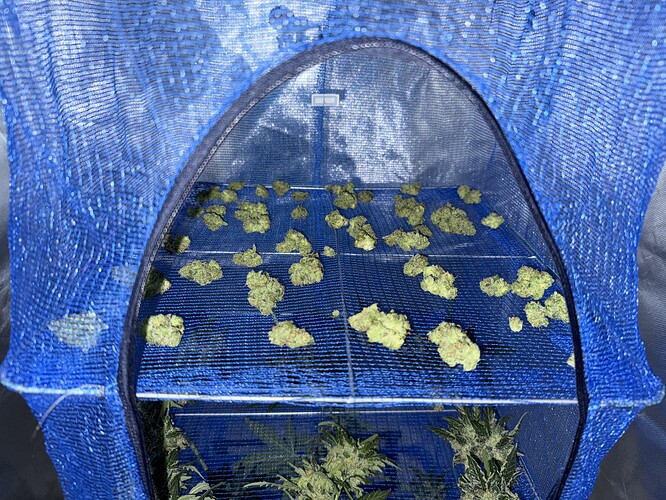 Growreport Bild 3
