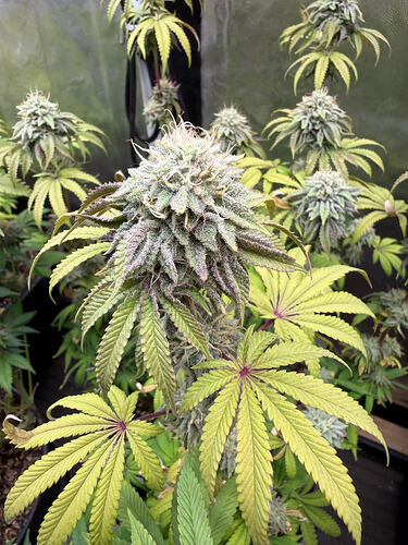 Growreport Bild 9