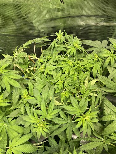 Growreport Bild 33