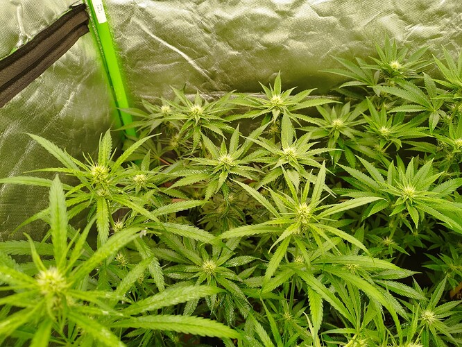 Mehrere junge Cannabispflanzen mit beginnender Blütenbildung in einer Growbox.