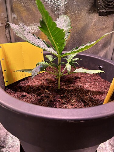 Growreport Bild 3