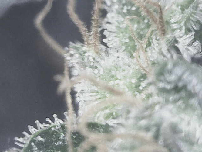 Growreport Bild 15