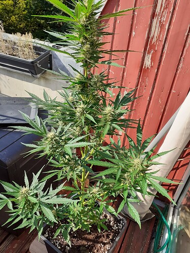 Growreport Bild 105