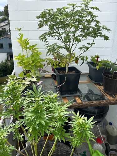 Growreport Bild 4