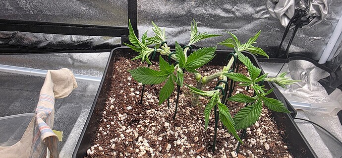 Growreport Bild 4
