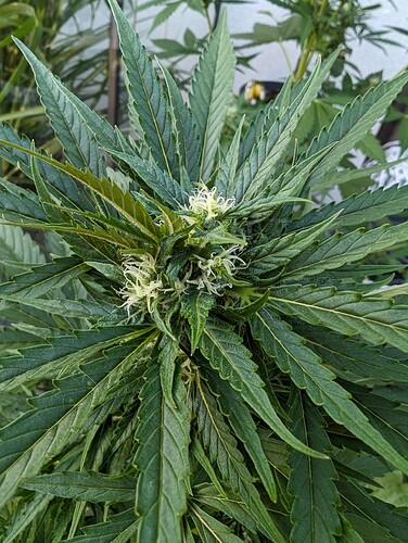 PXL_20240604_182514693