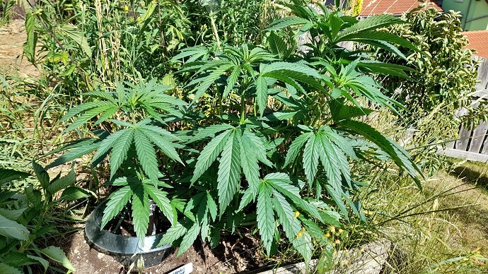 Growreport Bild 2