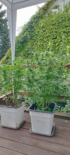 Growreport Bild 19