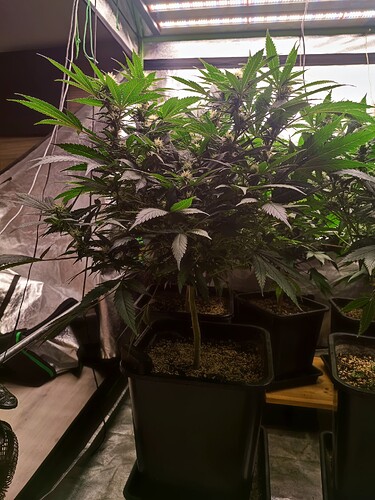 Growreport Bild 21