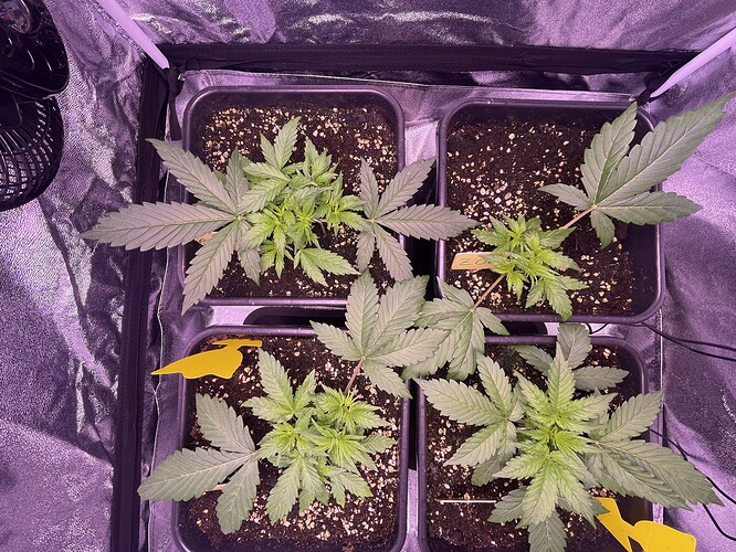 Growreport Bild 4