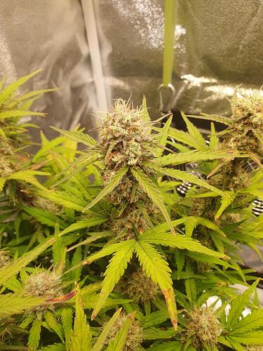 70 Tage_2025-07-05-122144_010